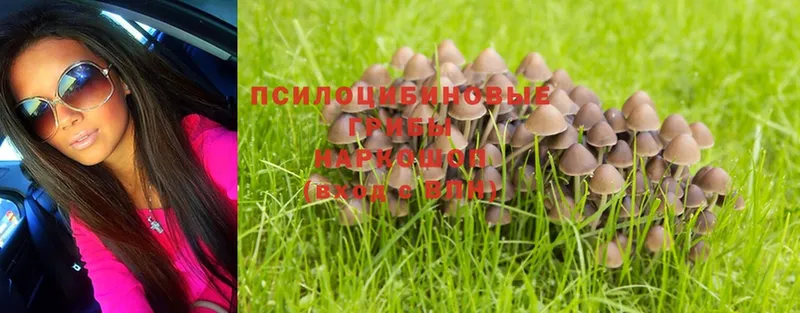 Псилоцибиновые грибы Magic Shrooms Северск